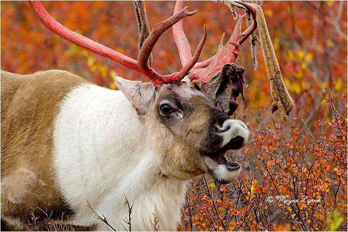Caribou Bull Eating Shed Antler Velvet 124  by Dr. Wayne Lynch &copy;